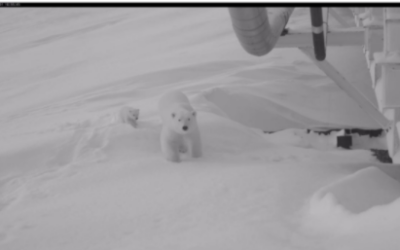 Energy Industry Gives Mother’s Day Gift To A Polar Bear Family