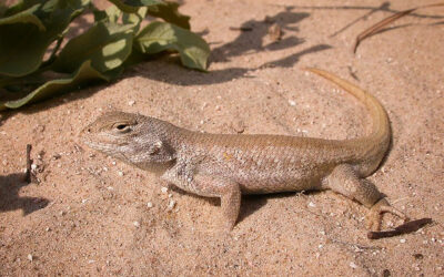 The Texas Oil and Gas Industry’s Commitment to Conservation: Protecting the Dunes Sagebrush Lizard